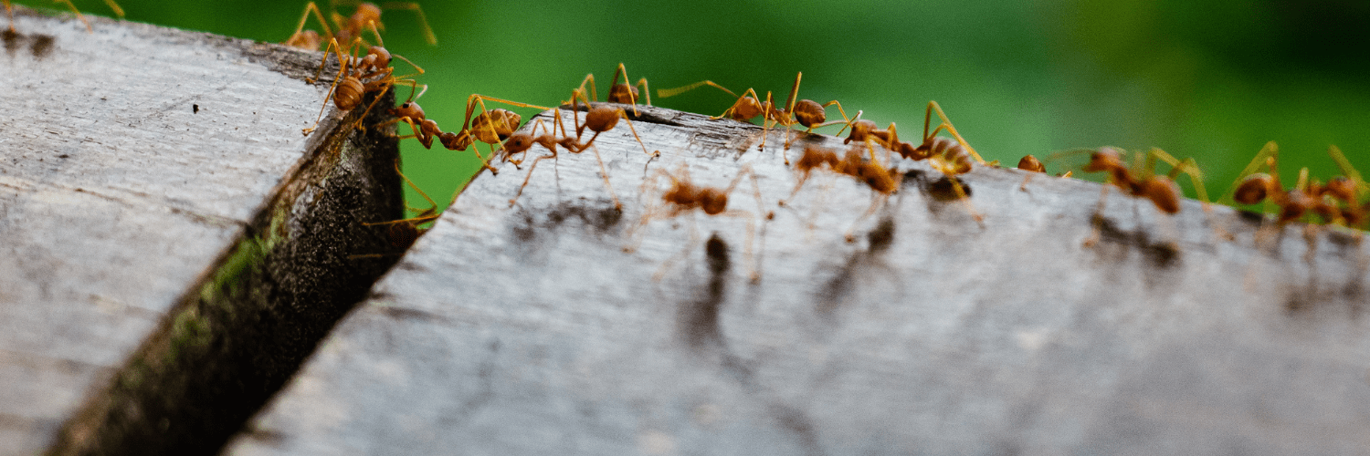 les fourmis se glisse dans les recoins les fourmis se glisse dans les recoins