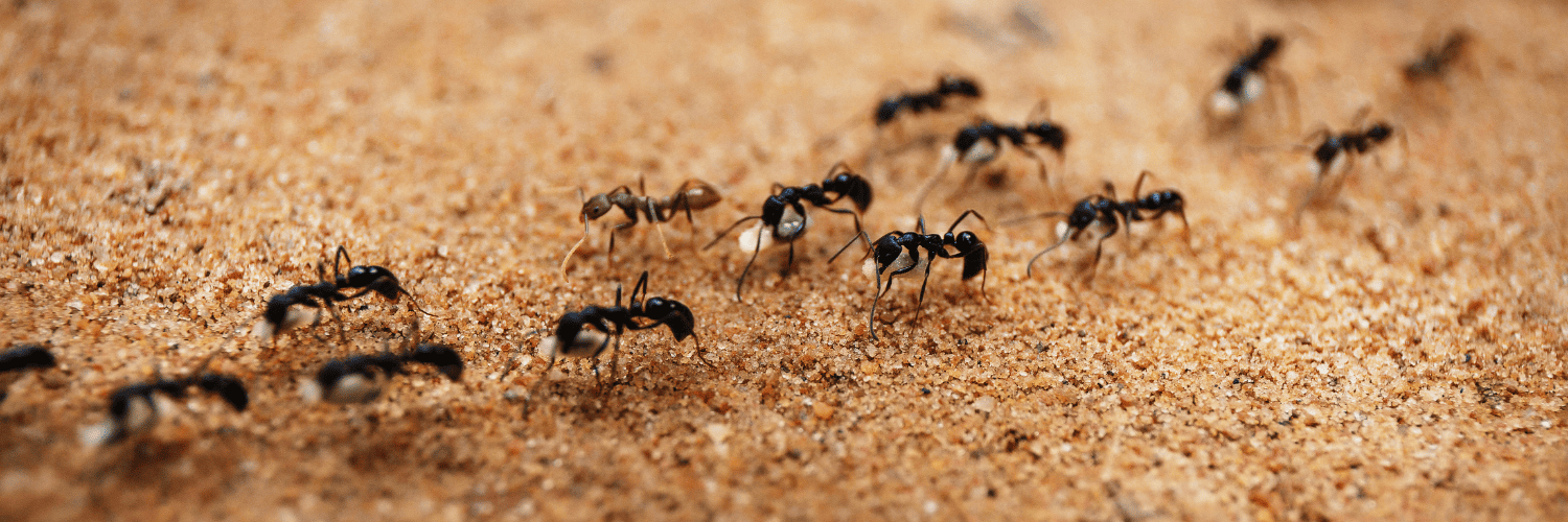 Invasion fourmis Invasion fourmis