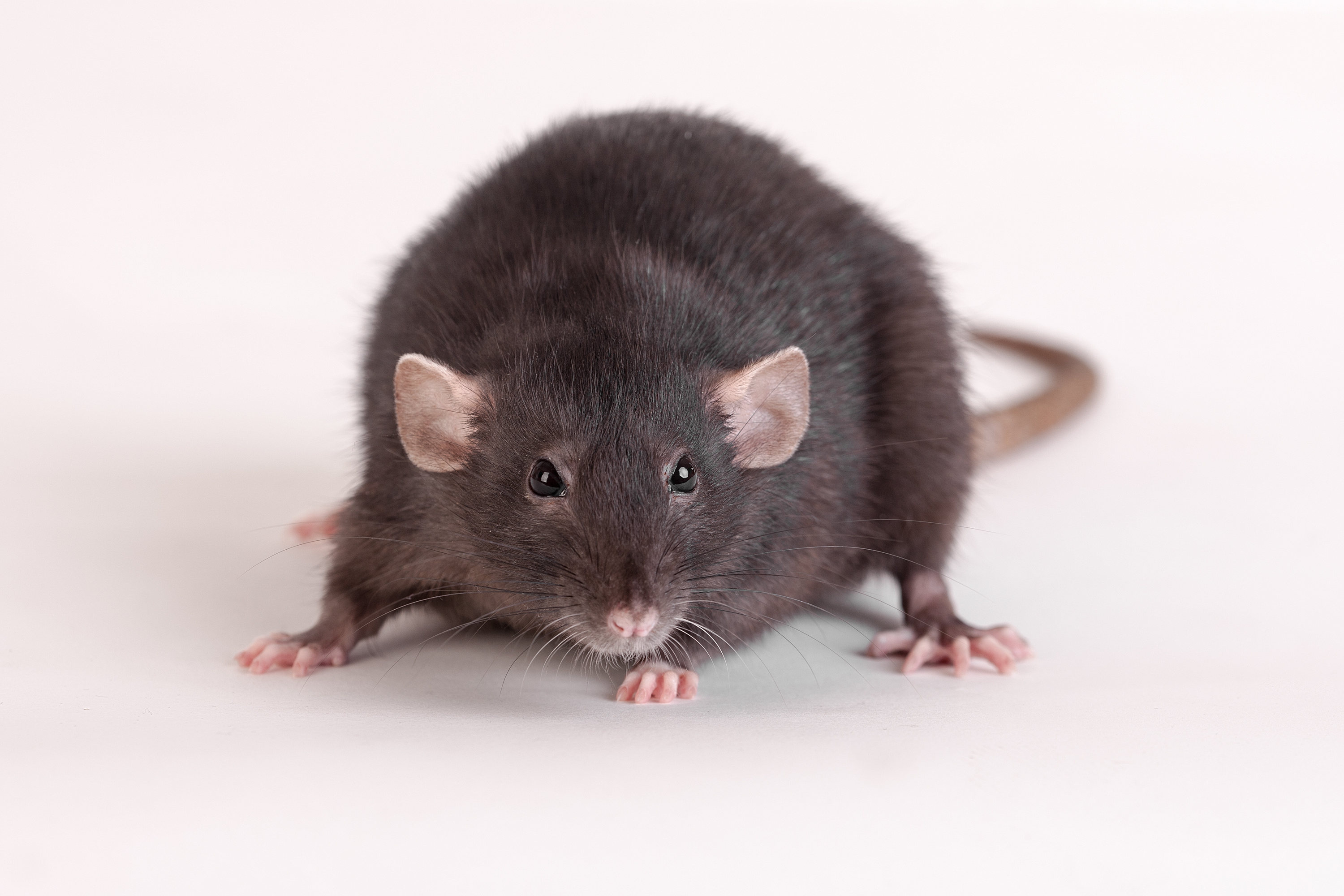 Dératisation à Chauffailles - élimination rat et souris