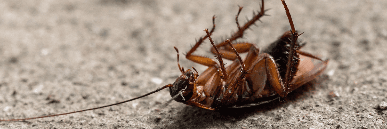 Lutte contre les cafards Lutte contre les cafards