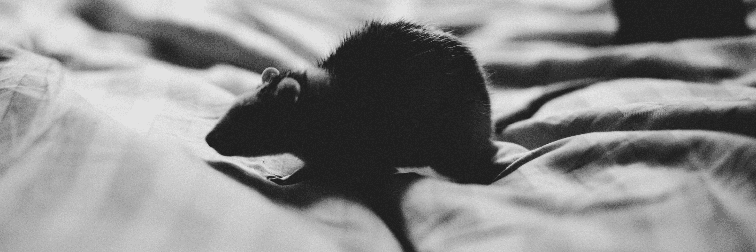 rat dans le lit rat dans le lit