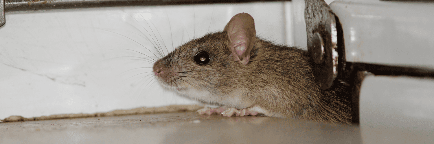 rats qui rentre par un troue par quoi sont attirées les rats