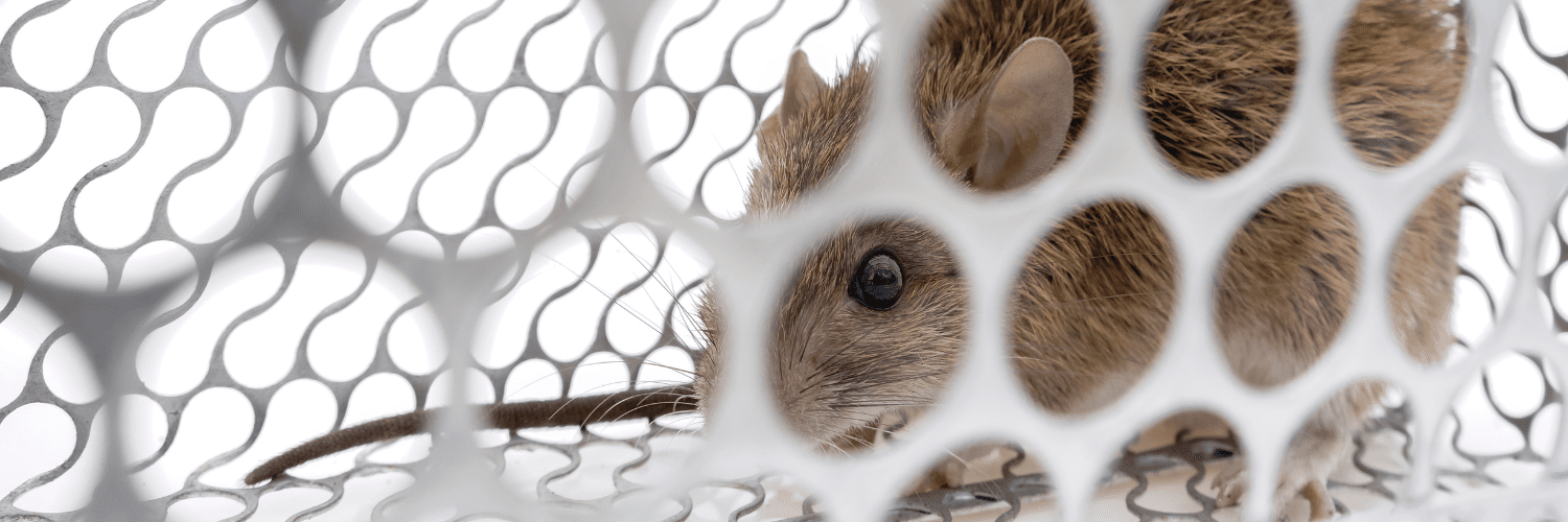 se débarrasser des rats se débarrasser des rats