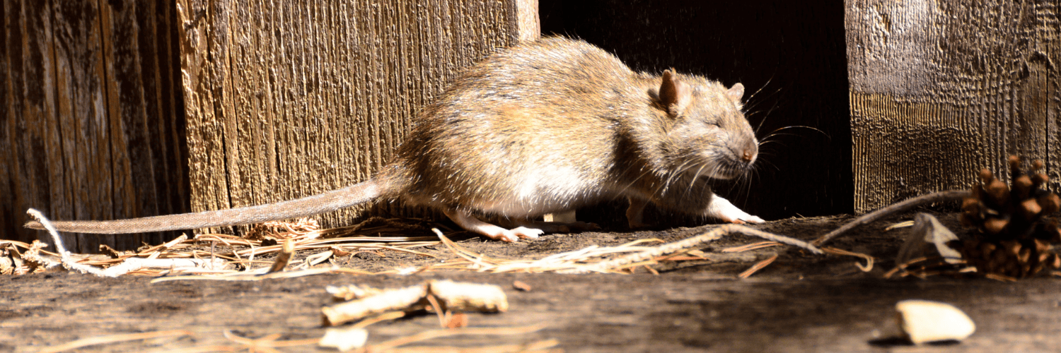 Rat dans sa cachette Rat dans sa cachette
