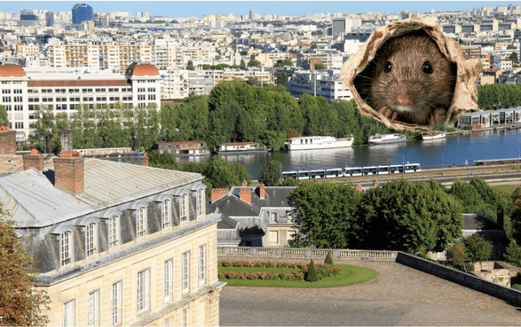 Rats à Boulogne-Billancourt : un fléau caché dans le quotidien des habitants Infestation de rats à Boulogne-Billancourt, image illustrant leur présence en milieu urbain