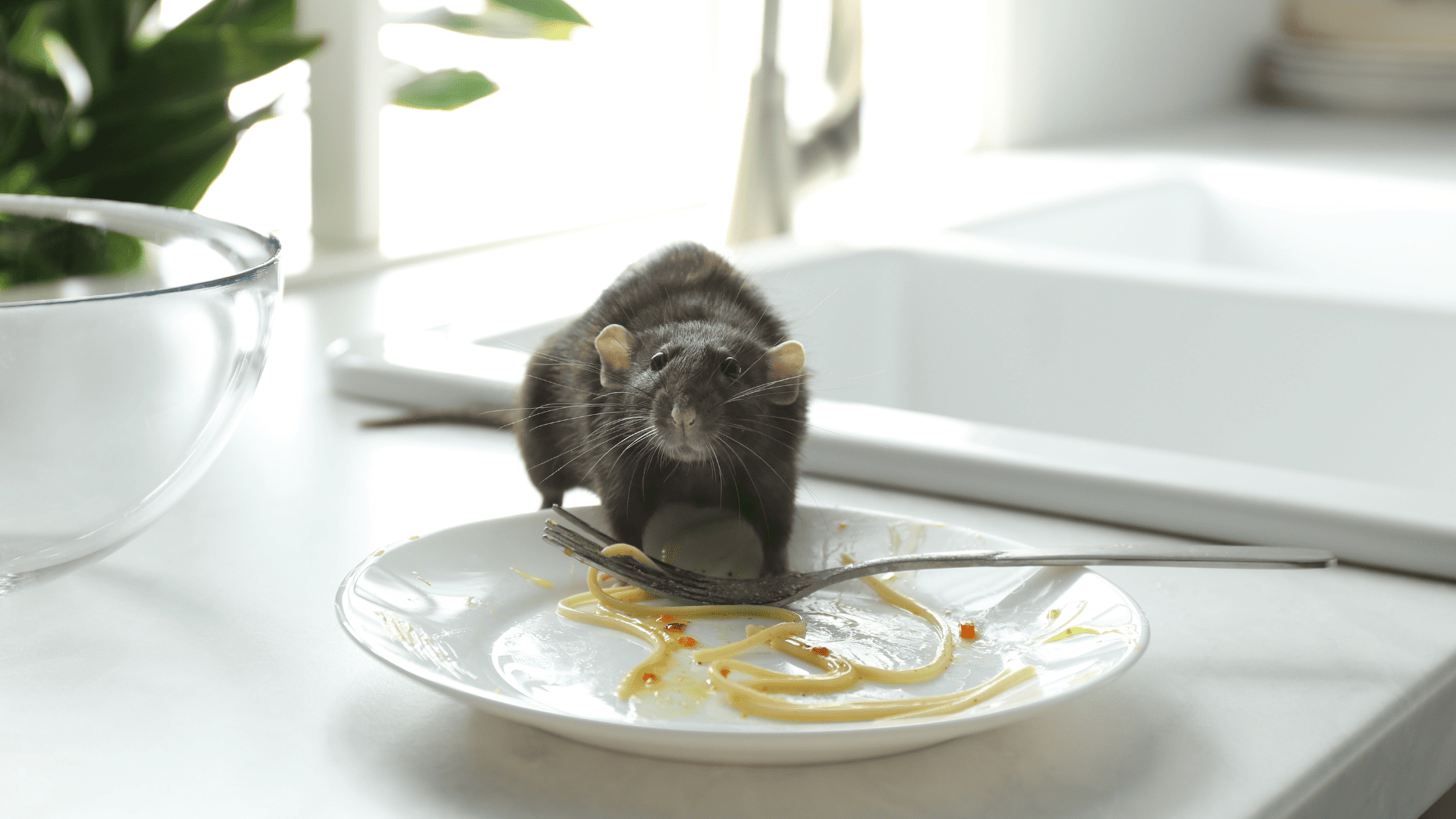 Rat cuisine Rat qui cherchent de la nourriture