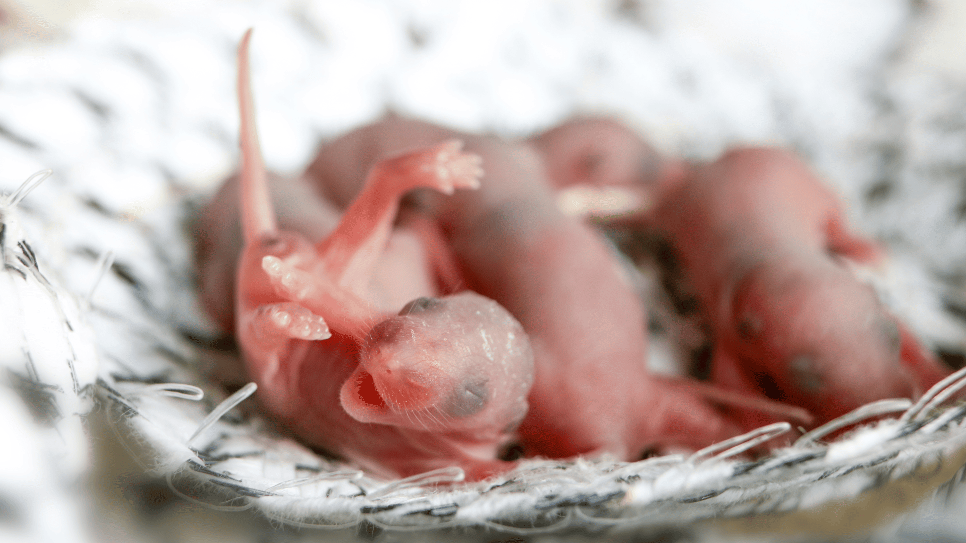 bébé rat bébé rat