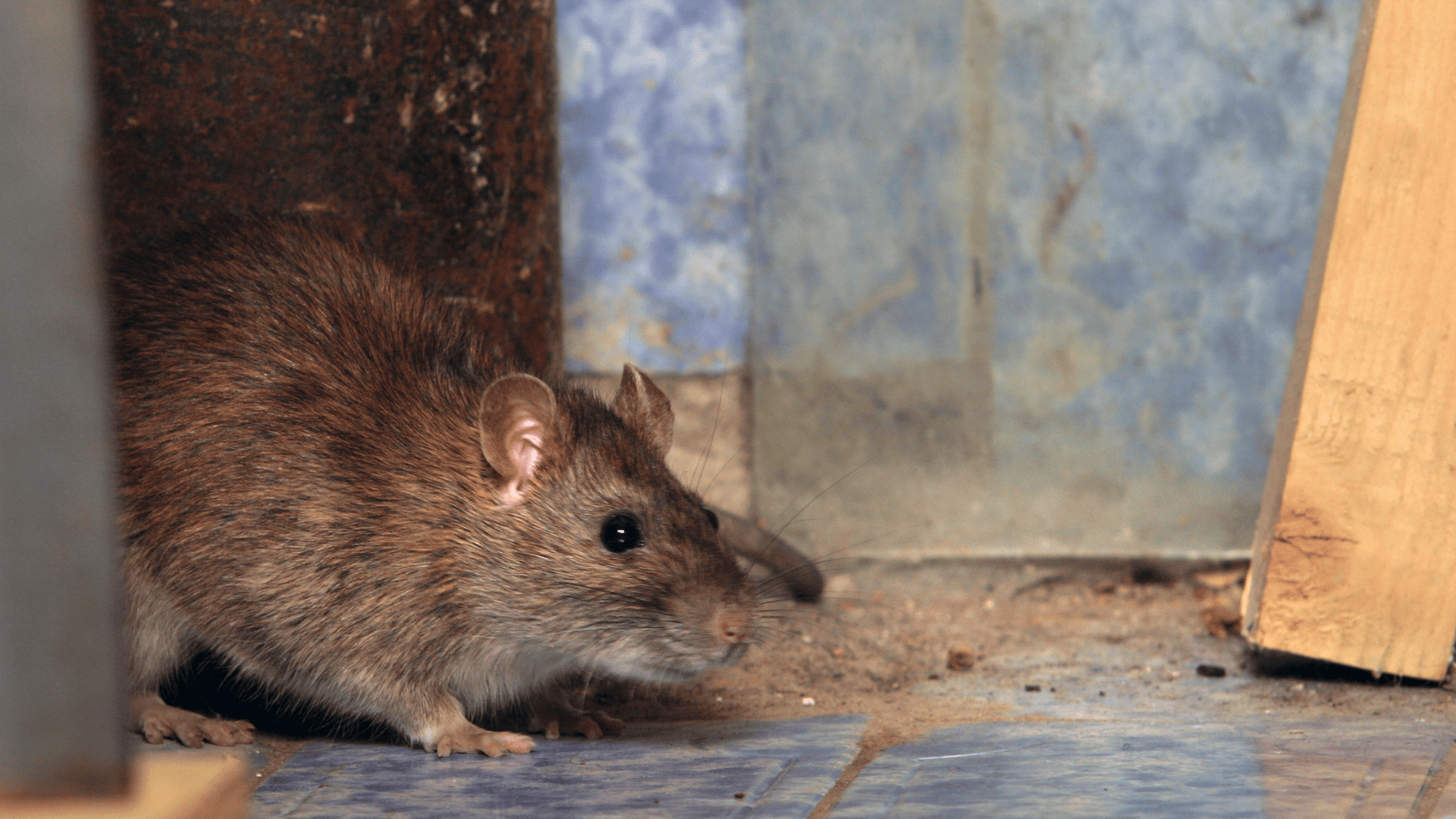Rat dans le grenier Rat dans le grenier