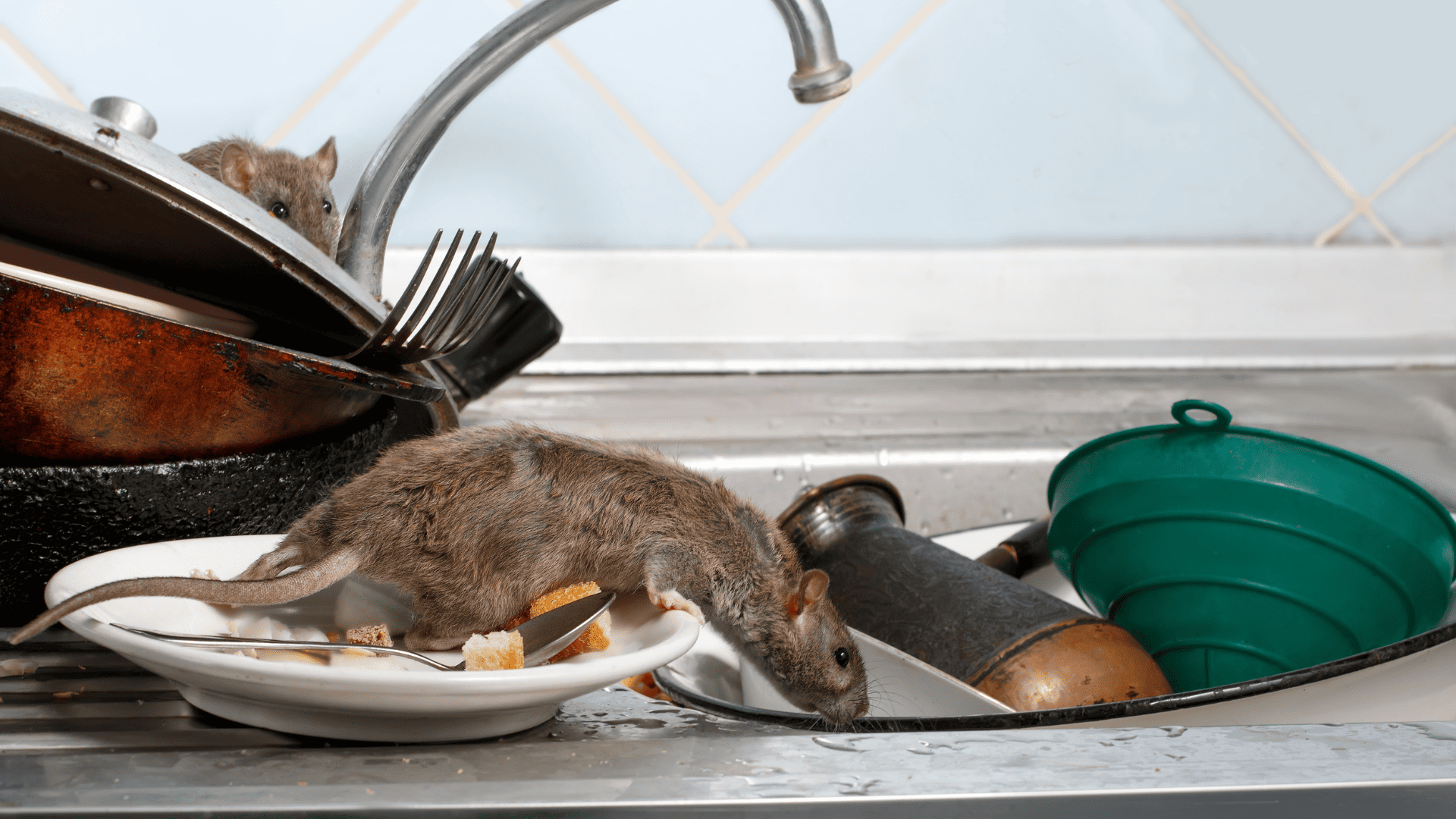 Rat dans la cuisine Rat dans la cuisine