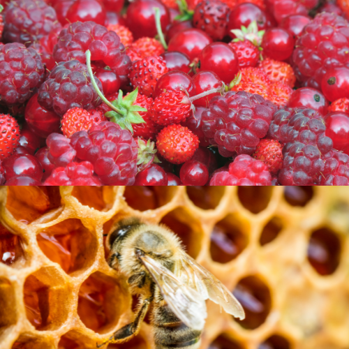 Fruits rouge fruits rouge et ruche d'abeille