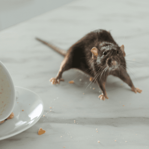 rat se débarrasser des rats