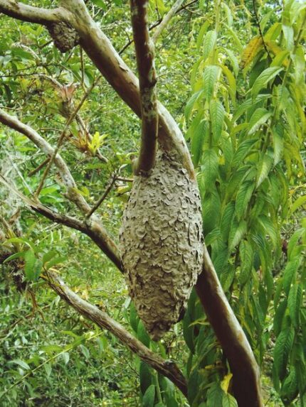 se débarrasser d’un nid de frelon