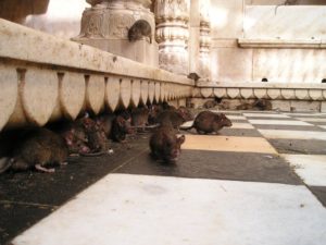 invasion de rats