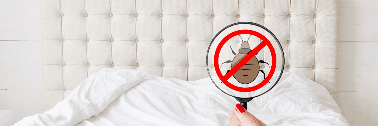 ne plus avoir de punaise de lit ne plus avoir de punaise de lit