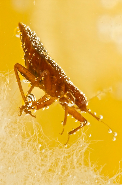 punaise de lit zoomé