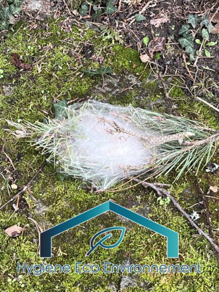 nid chenille processionnaire 94 val de marne