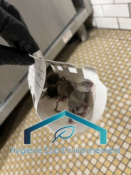 Piège souris