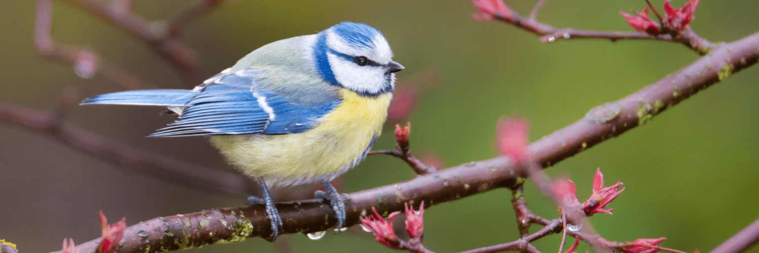 mésange contre les chenilles processionnaires mésange contre les chenilles processionnaires