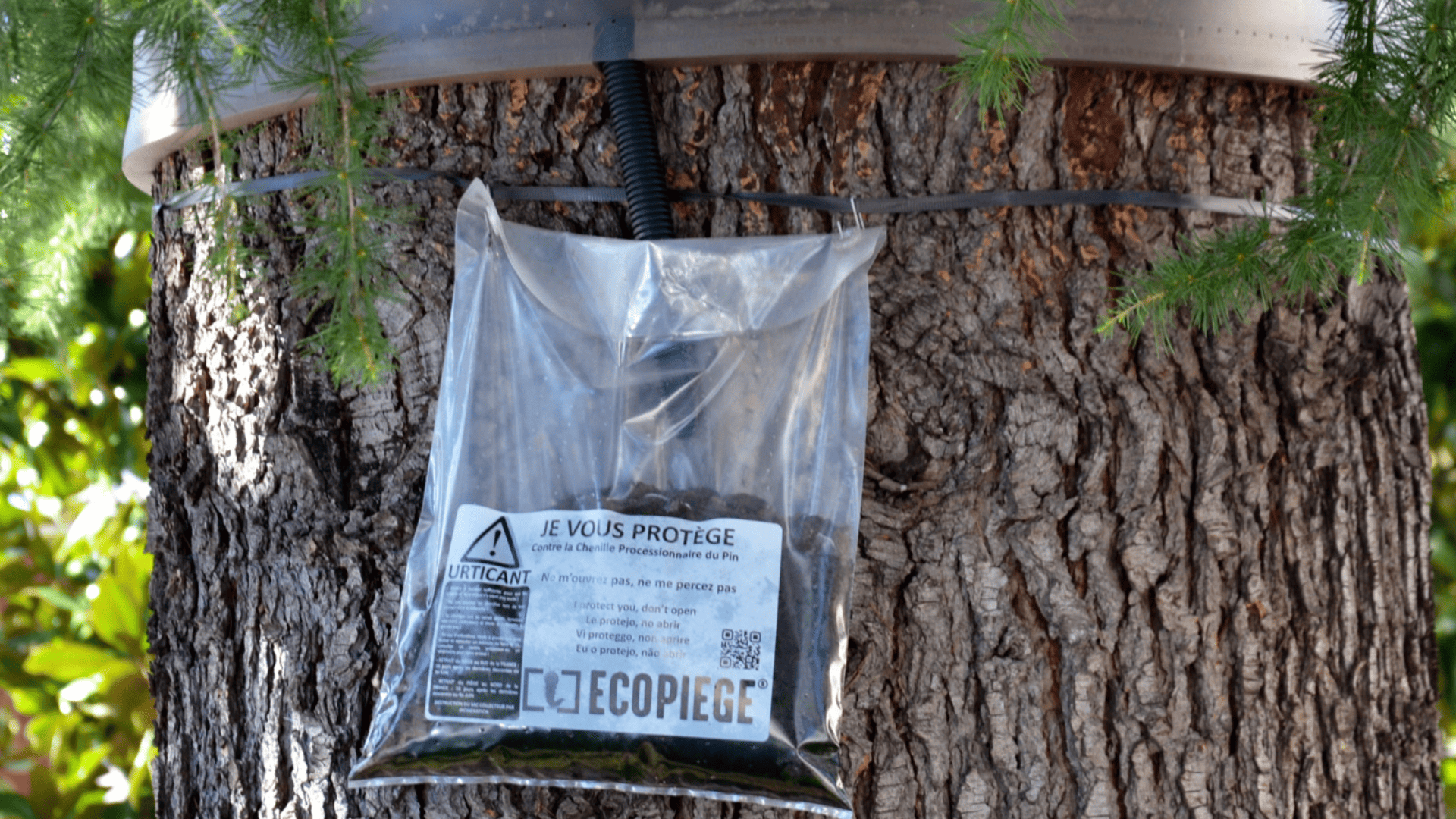 écopiège chenille processionnaire écopiège chenille processionnaire