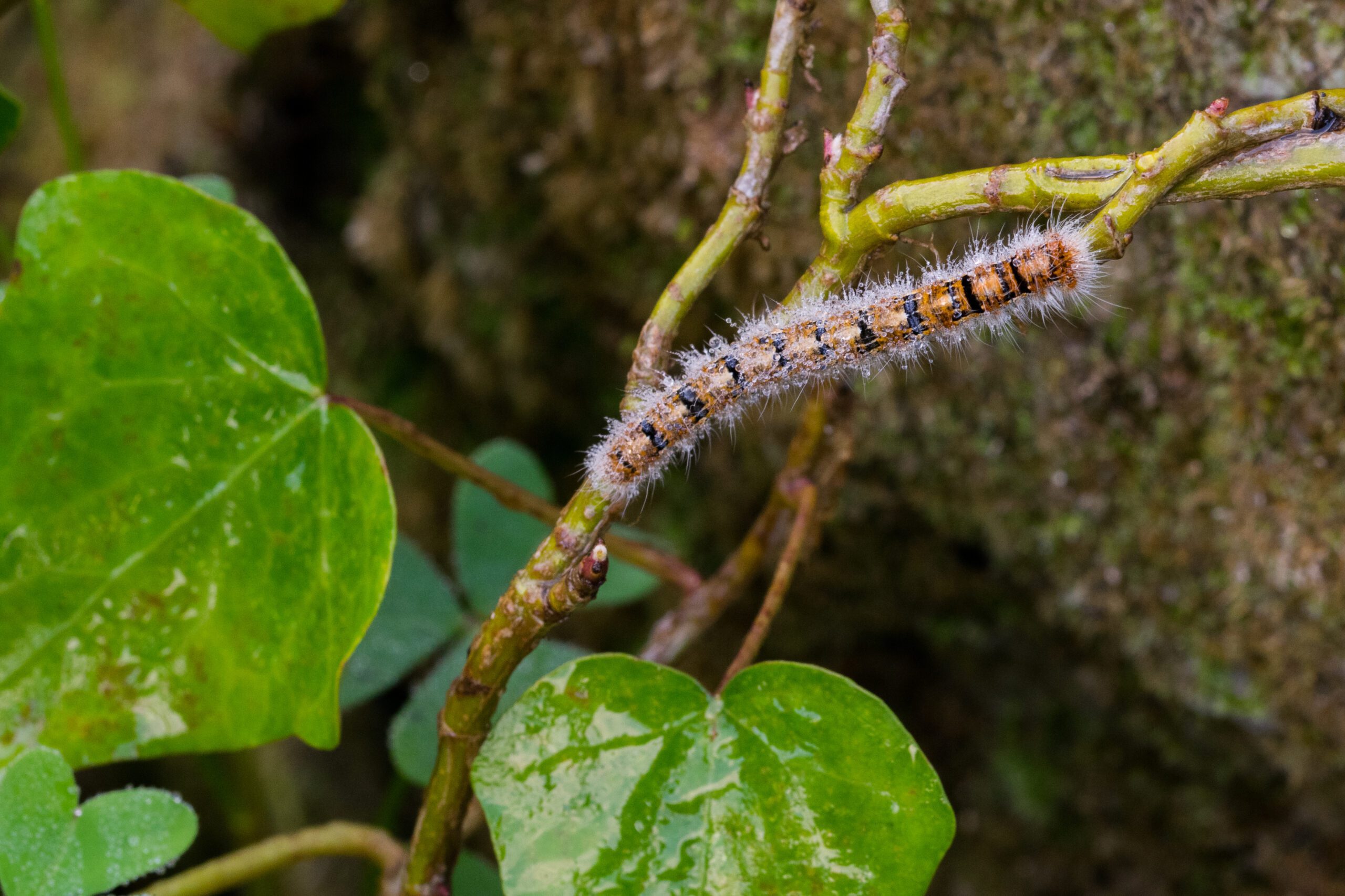 Closeup of an oak eggar caterpillar on a plant in a field with a blurry background Gros plan d'une chenille de Bombyx de la ronce (oak eggar) sur une plante dans un champ, avec un arrière-plan flou.