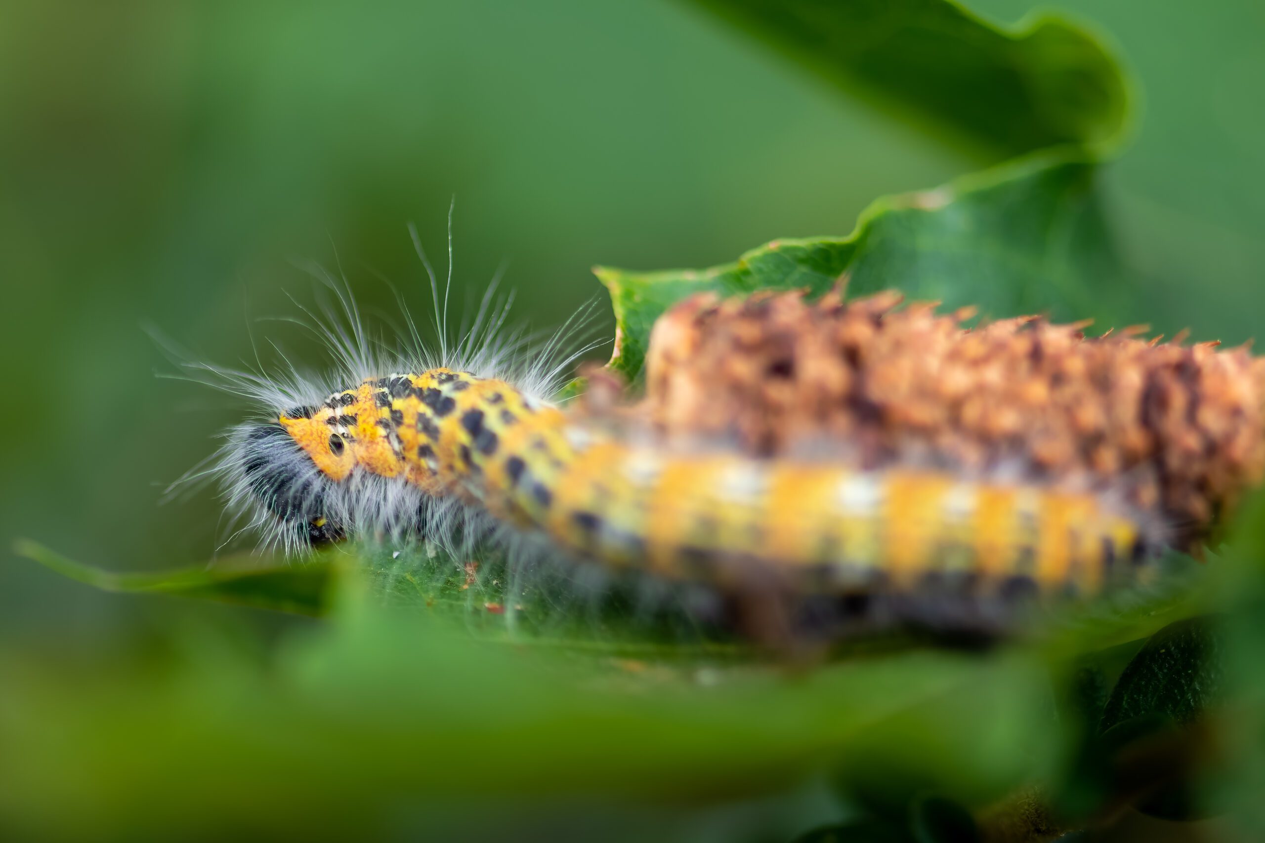 Un plan macro d'une chenille vibrante jaune et poilue rampant sur une feuille verte avec un arrière-plan flou.