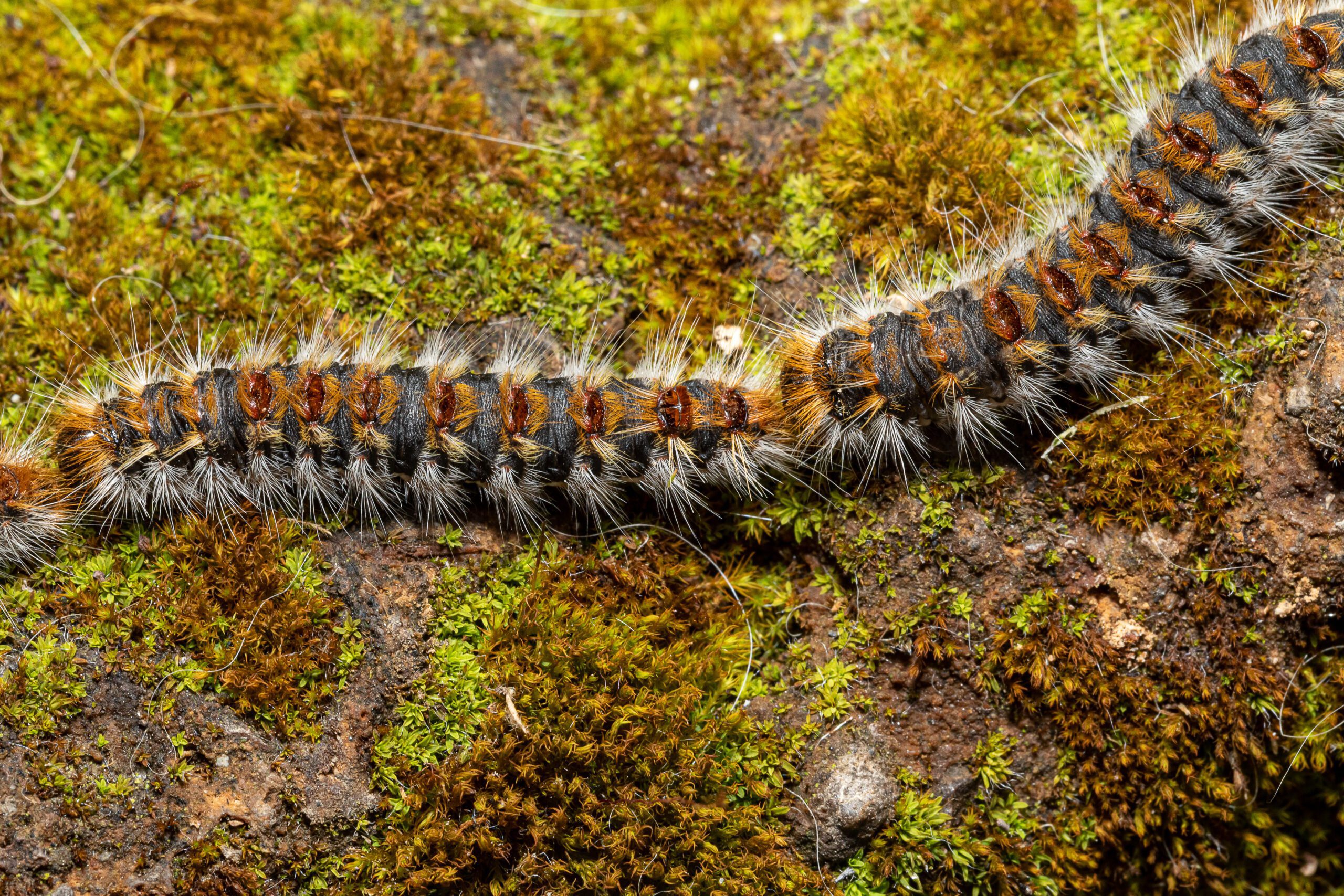 Les chenilles de la processionnaire du pin (Thaumetopoea pityocampa) forment de longues files et sont dangereuses pour les humains et les animaux en raison de leurs poils urticants.