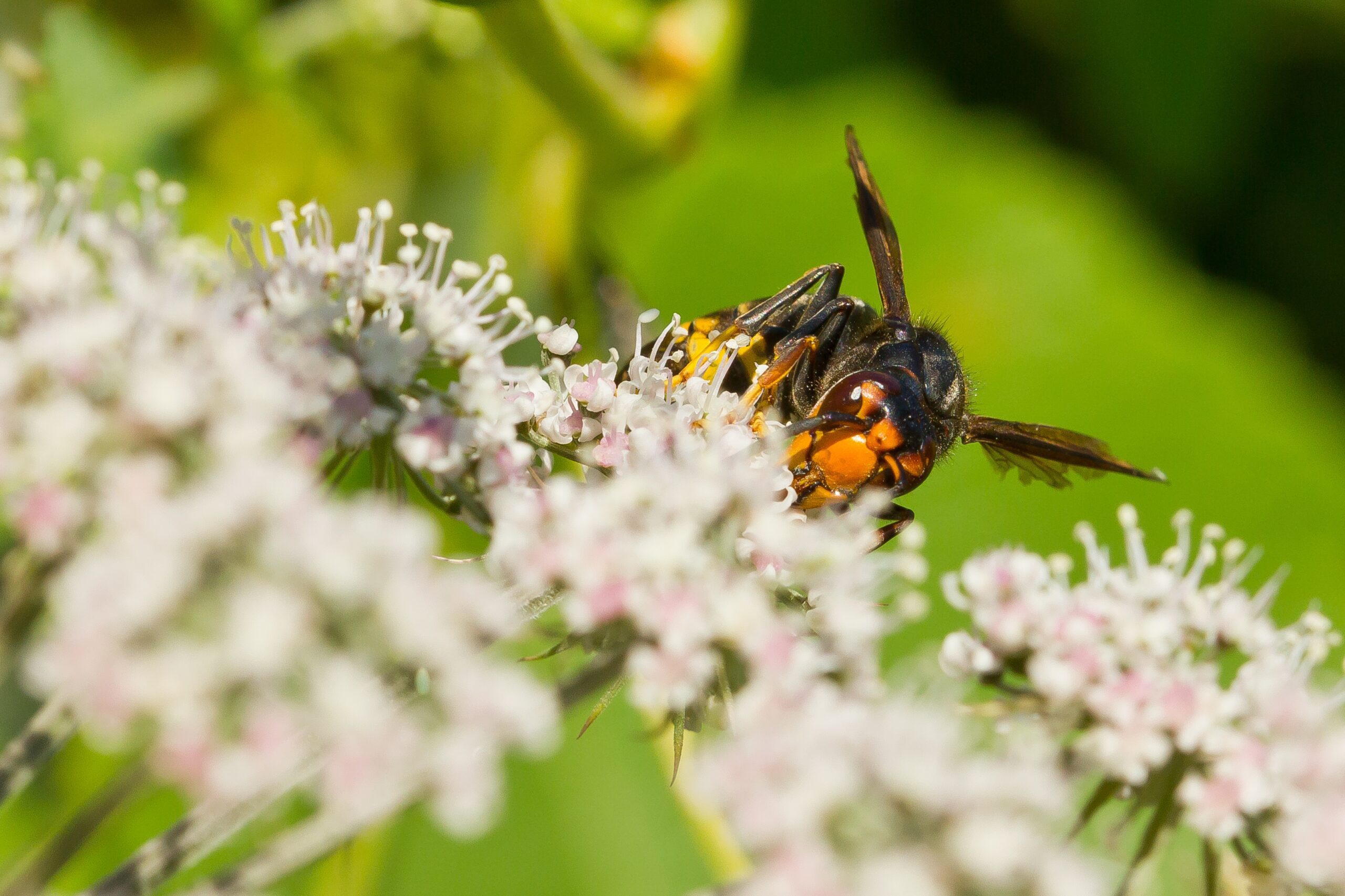 Plan macro d'un frelon asiatique sur une fleur