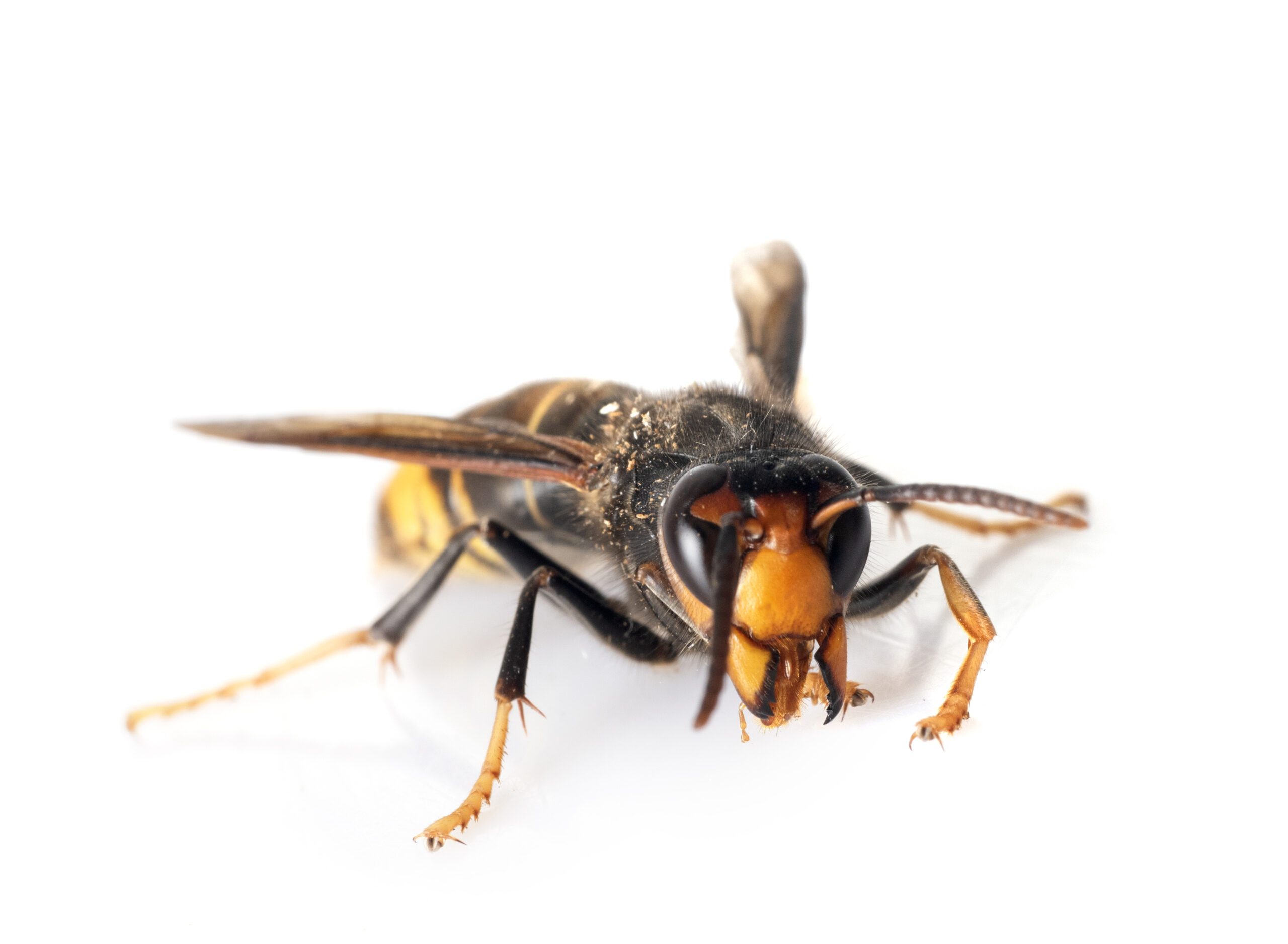 Frelon asiatique en gros plan sur fond blanc