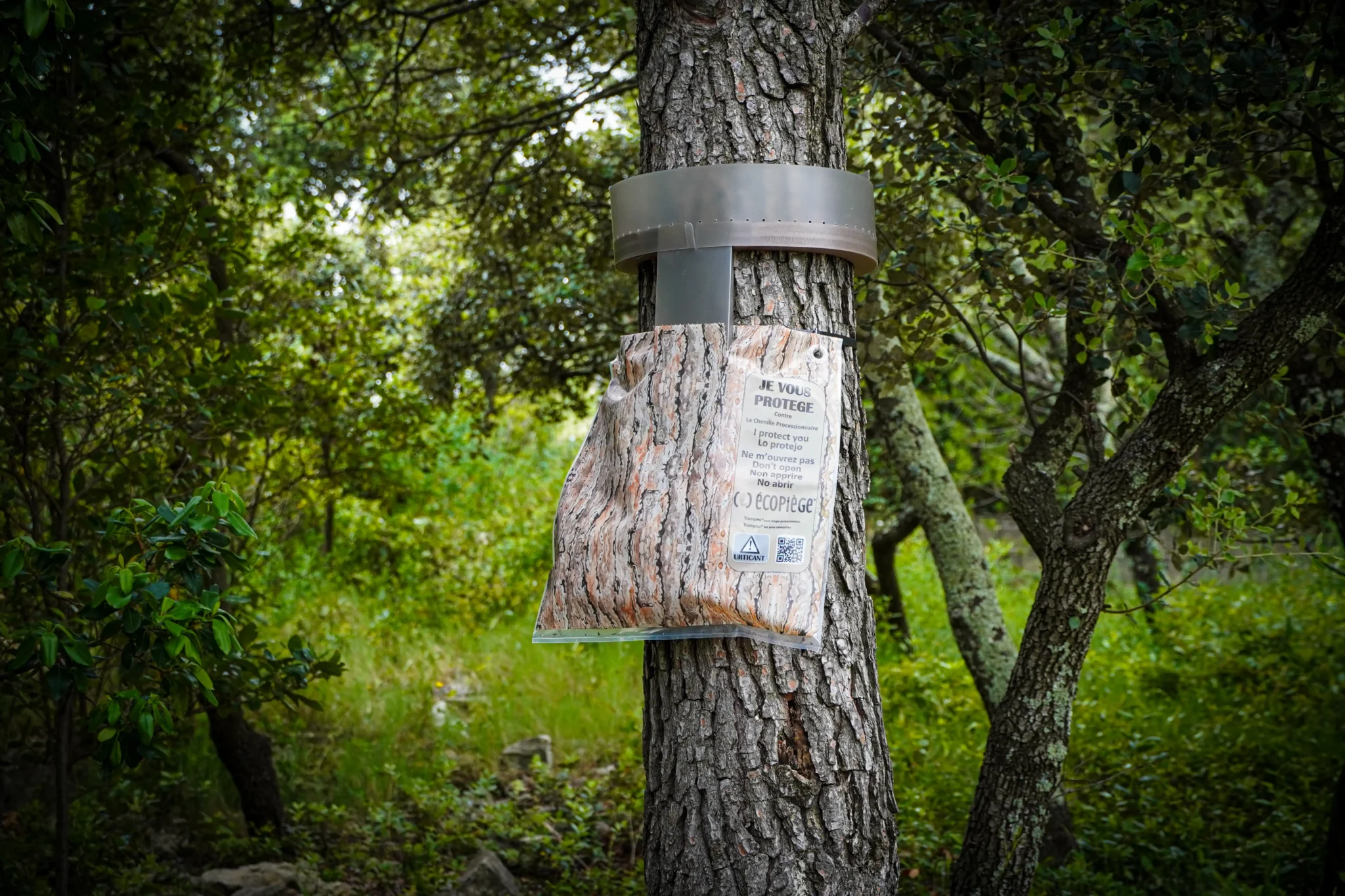 Piège à collier pour chenilles processionnaires