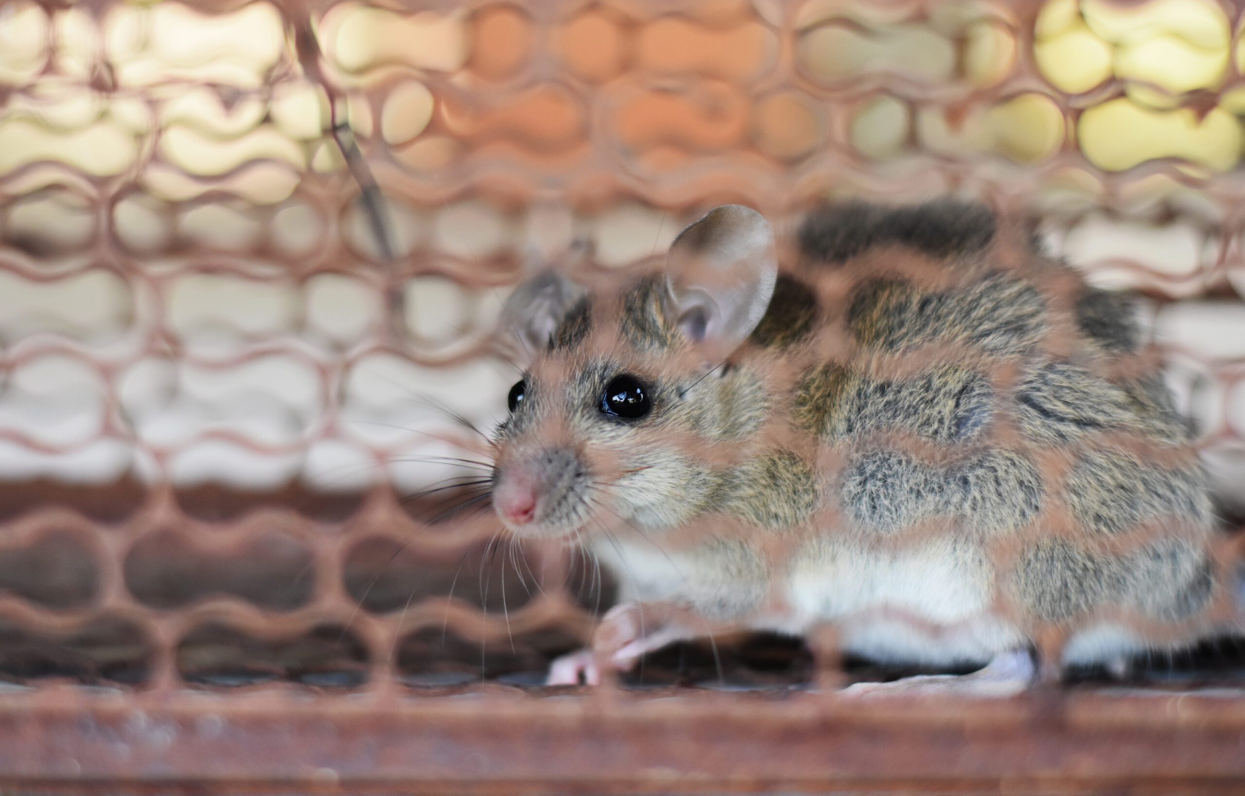 Souris piégée dans une cage