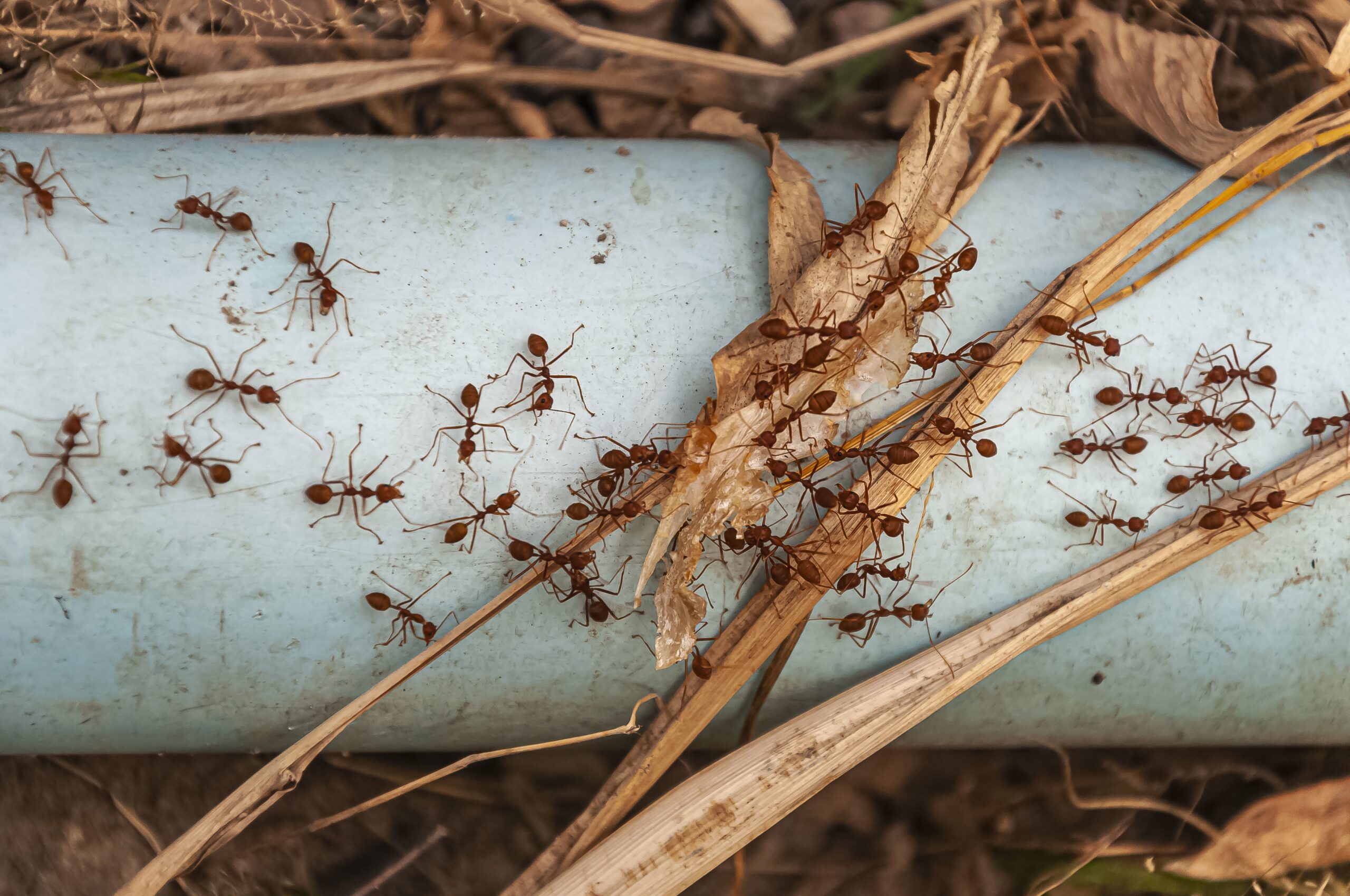 Colonie de fourmis en déplacement