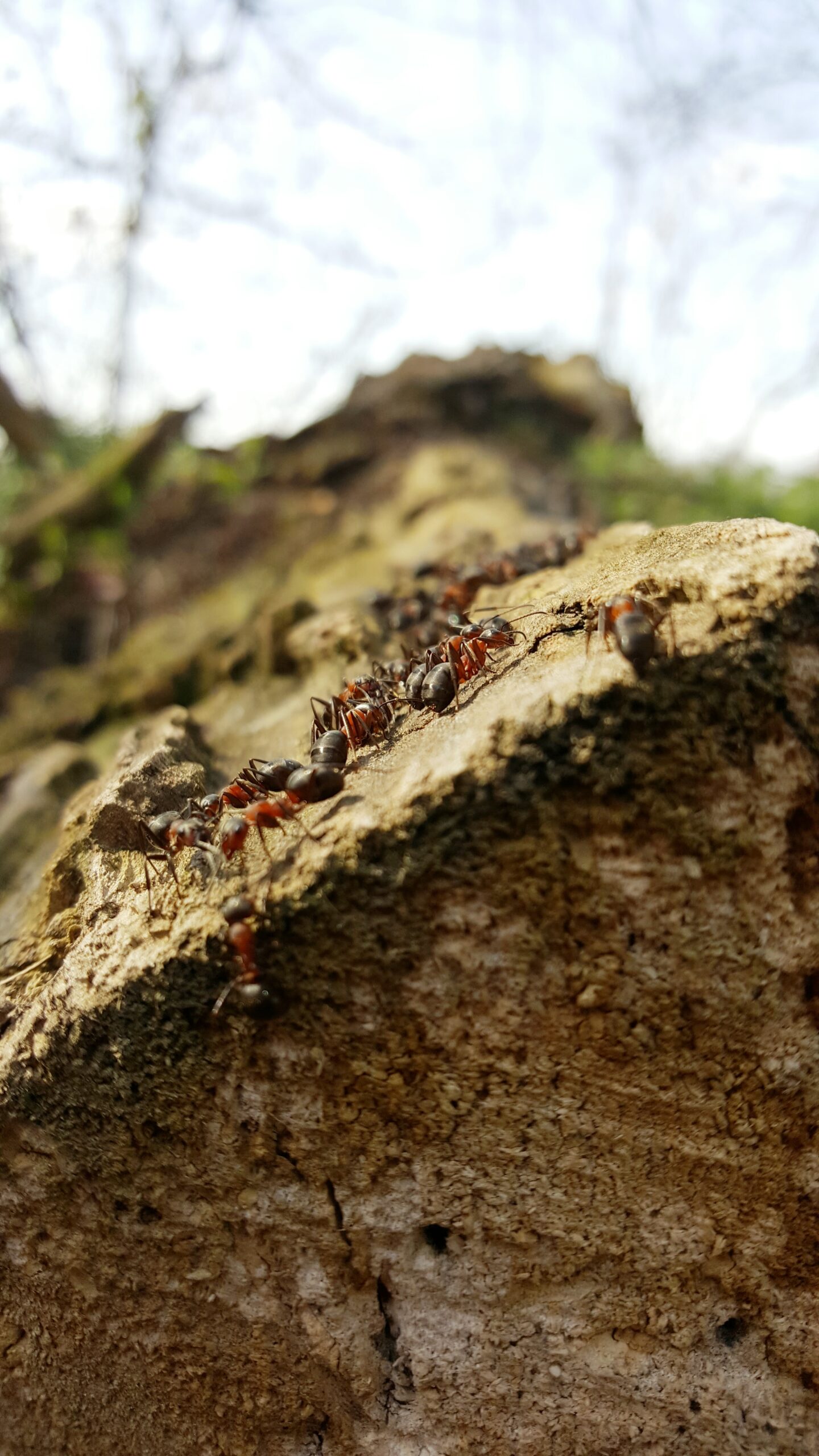 Colonie de fourmis sur une roche