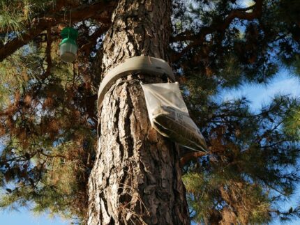 Collier de protection avec sac collecteur et piège à phéromones pour capturer les chenilles processionnaires sur un arbre en forêt.
