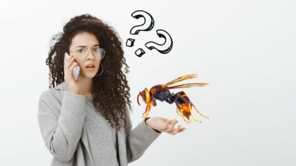 Frelon asiatique qui appeler