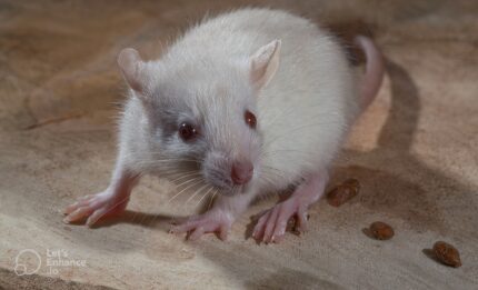 crotte de souris