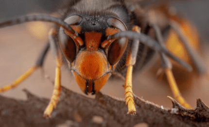 frelon asiatique géant