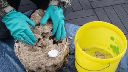 Obligation de destruction du nid de frelon asiatique