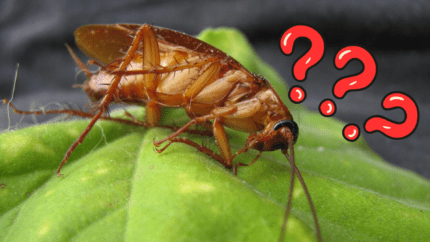 Pourquoi j'ai des cafards