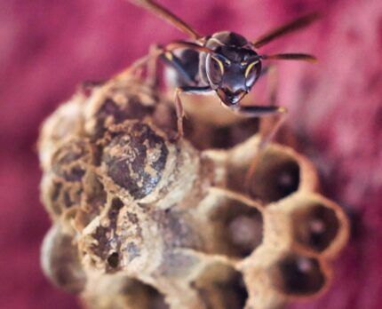 Destruction nid de guêpes