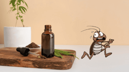 huiles essentielles cafard