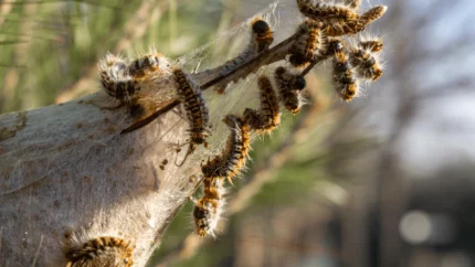 cycle chenille processionnaire