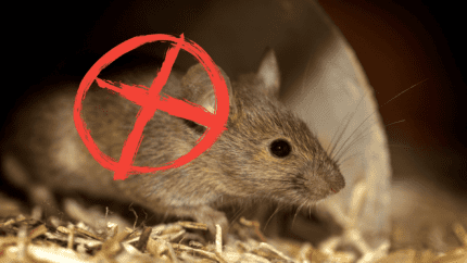 Comment se débarrasser des souris