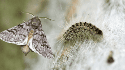 papillon chenille processionnaire