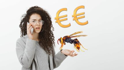 Prix d’une destruction de nid de frelon asiatique