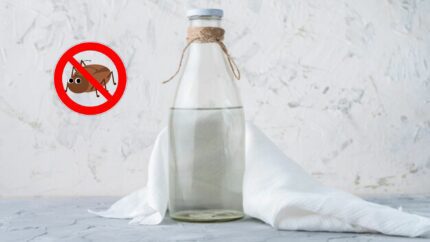 Cafard vinaigre blanc