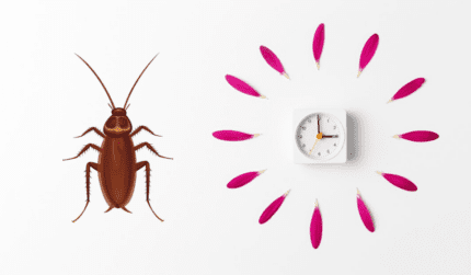 Durée de vie des cafards