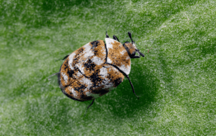 Anthrène de tapis sur feuille