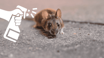 répulsif souris