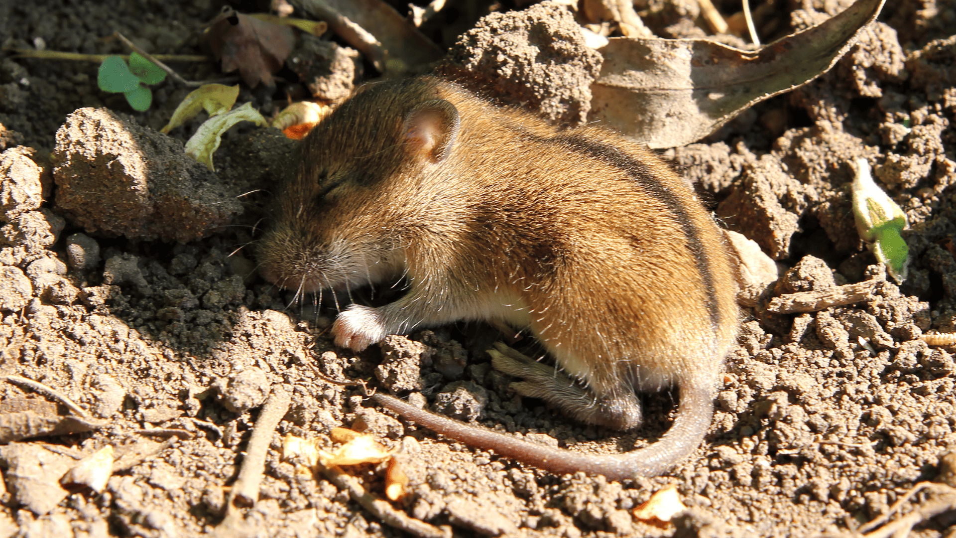 souris bicarbonate de soude contre les souris