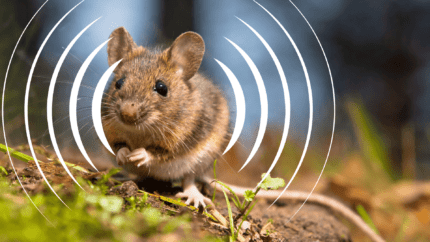 Ultrasons contre les souris